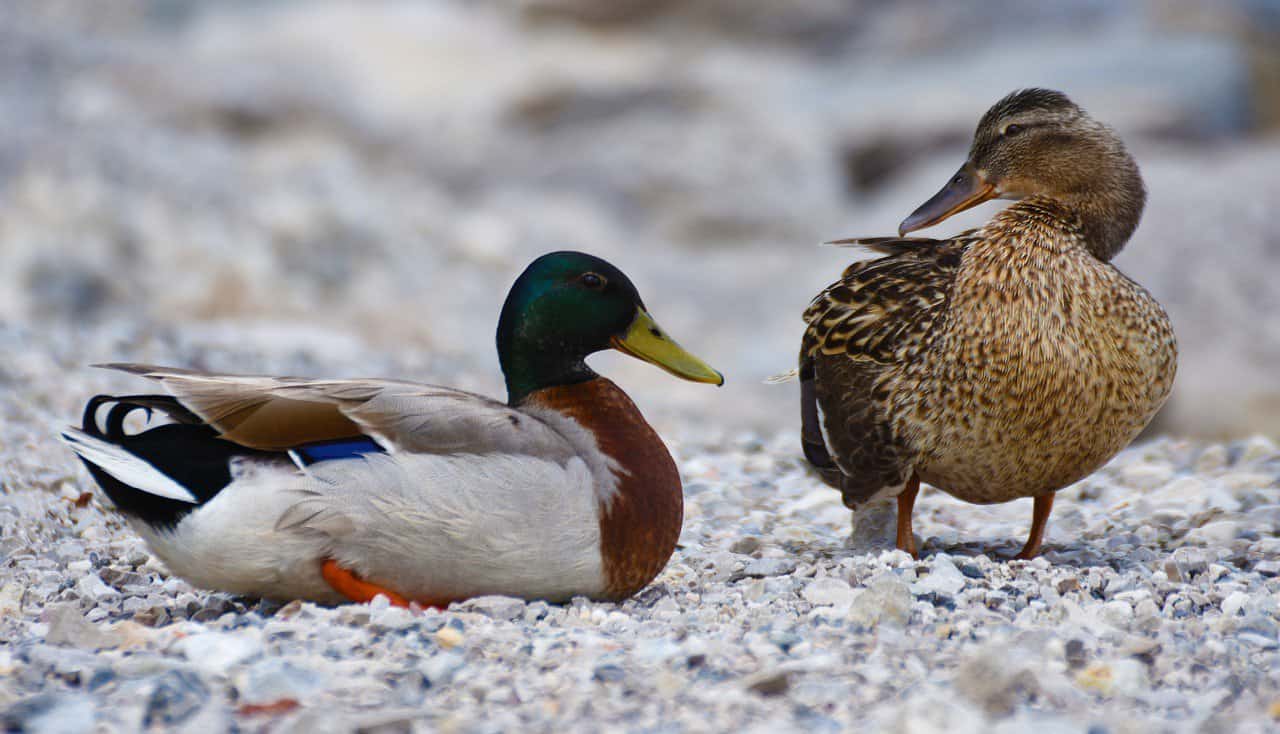 les animaux de la Meuse, le canard colvert