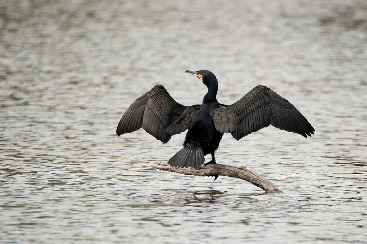 les animaux de la meuse, le cormoran