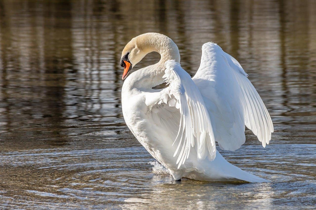 les animaux de la meuse, le cygne