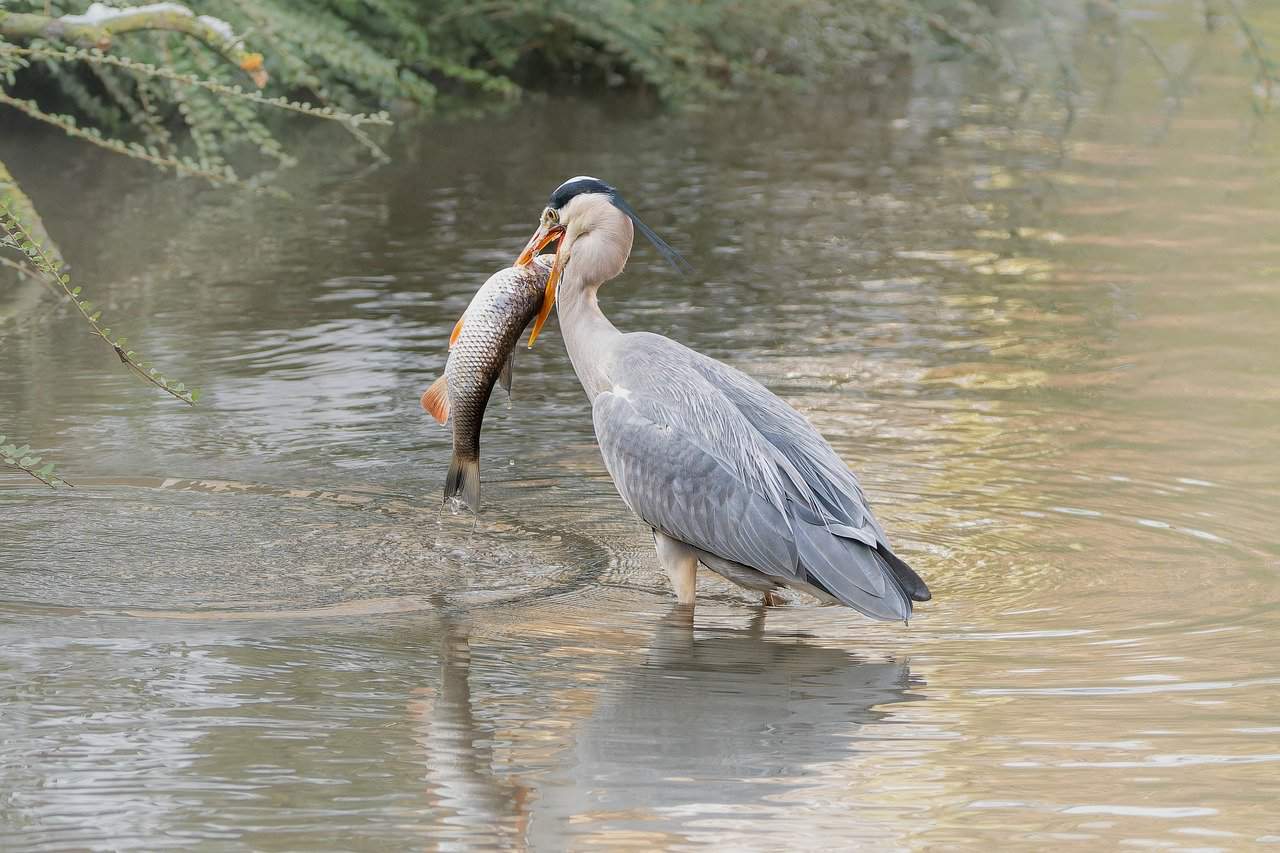 les animaux de la meuse, le héron