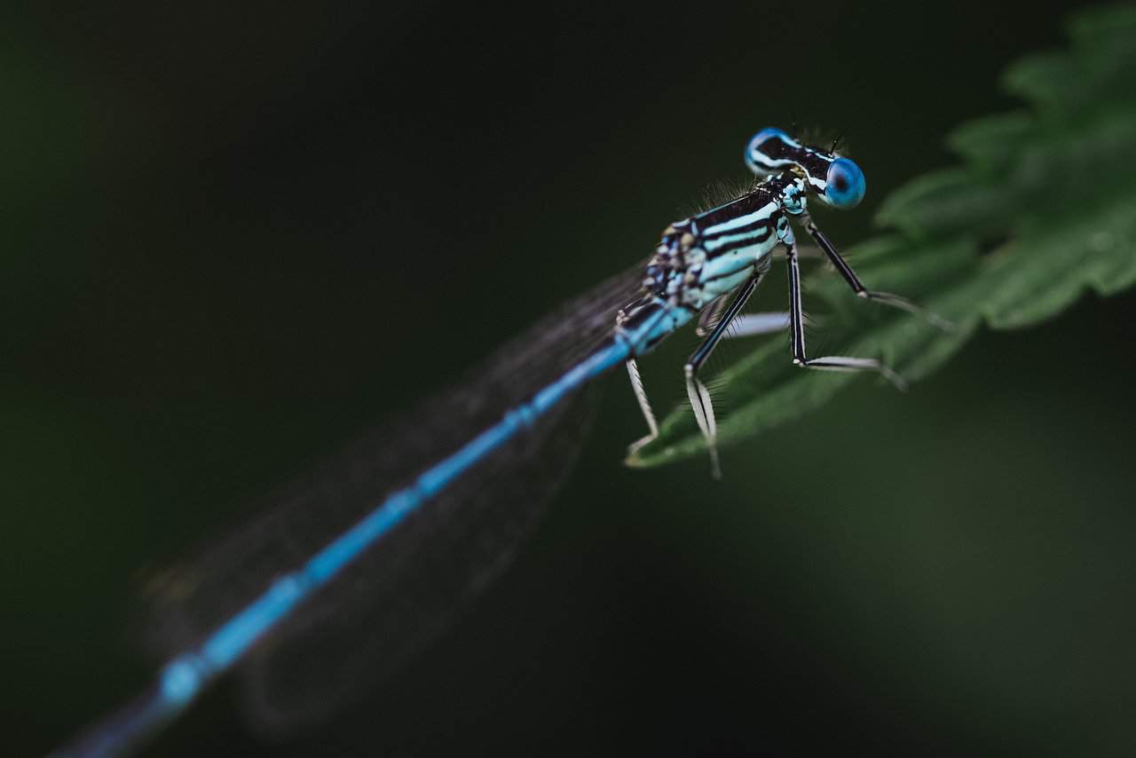 les animaux de la meuse, la libellule