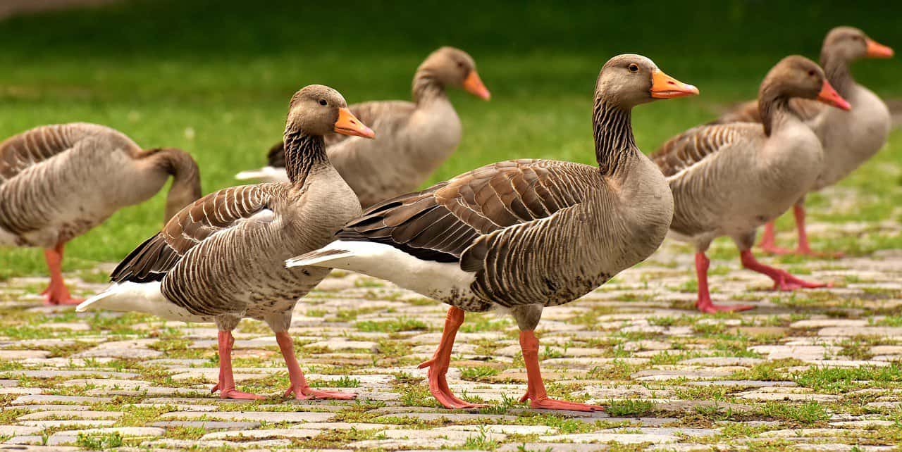 les animaux de la meuse, l'oie bernache