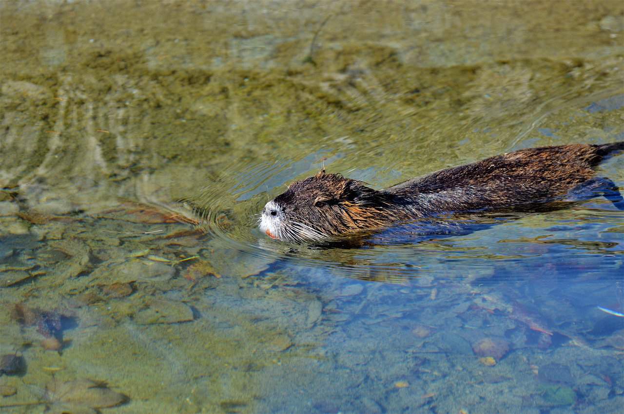 les animaux de la meuse, le ragondin